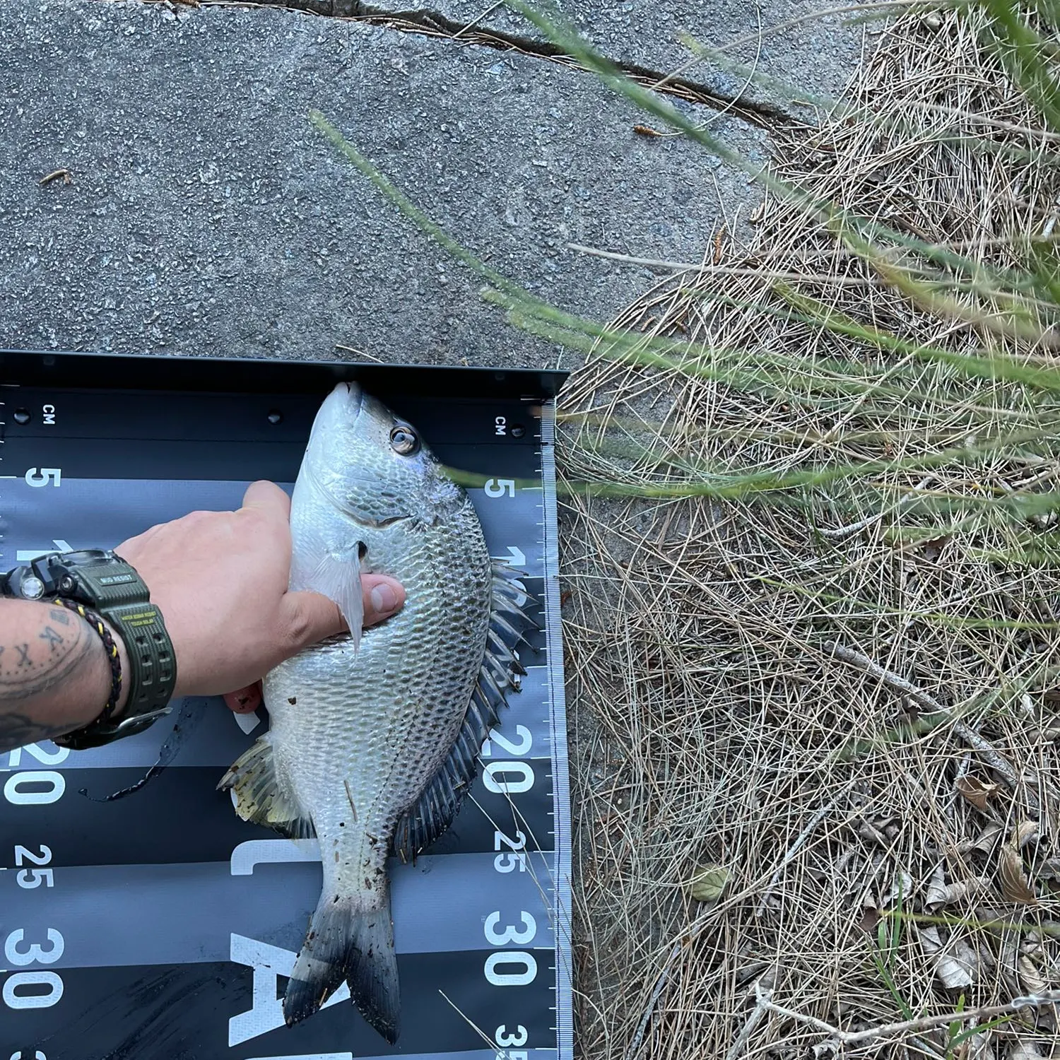 recently logged catches