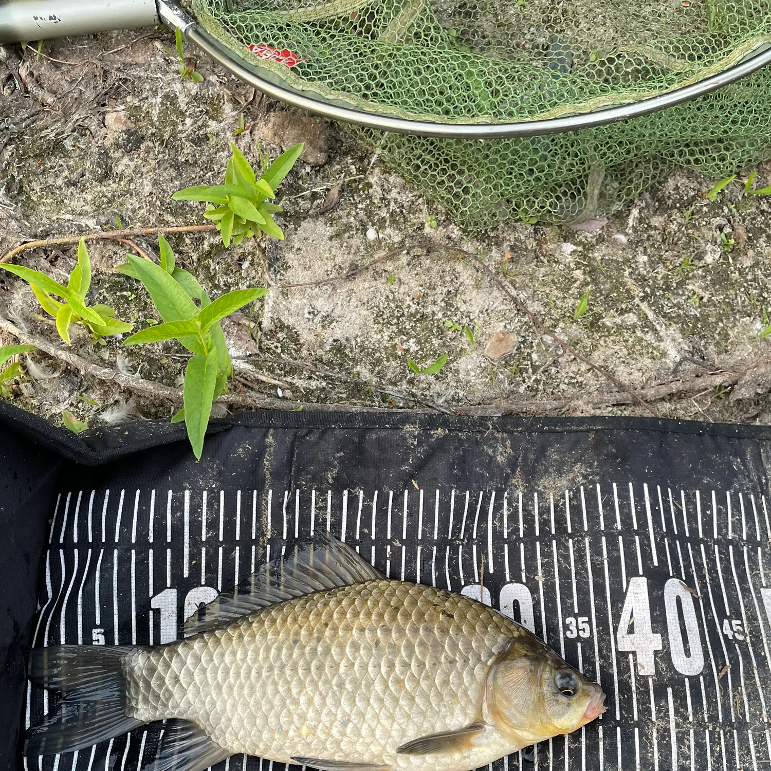 Prussian carp caught on Fishbrain