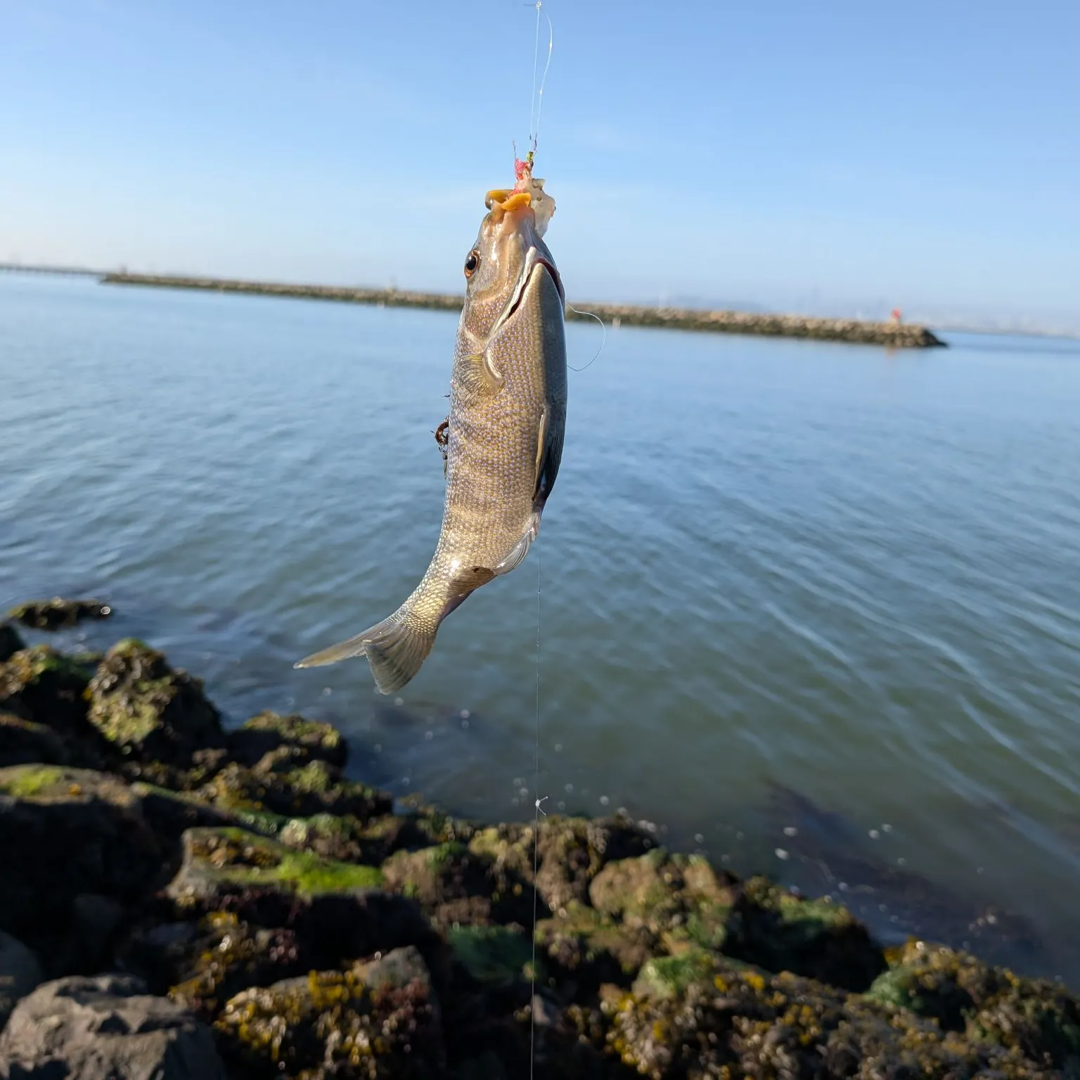 The most recent Rubberlip seaperch catches on Fishbrain