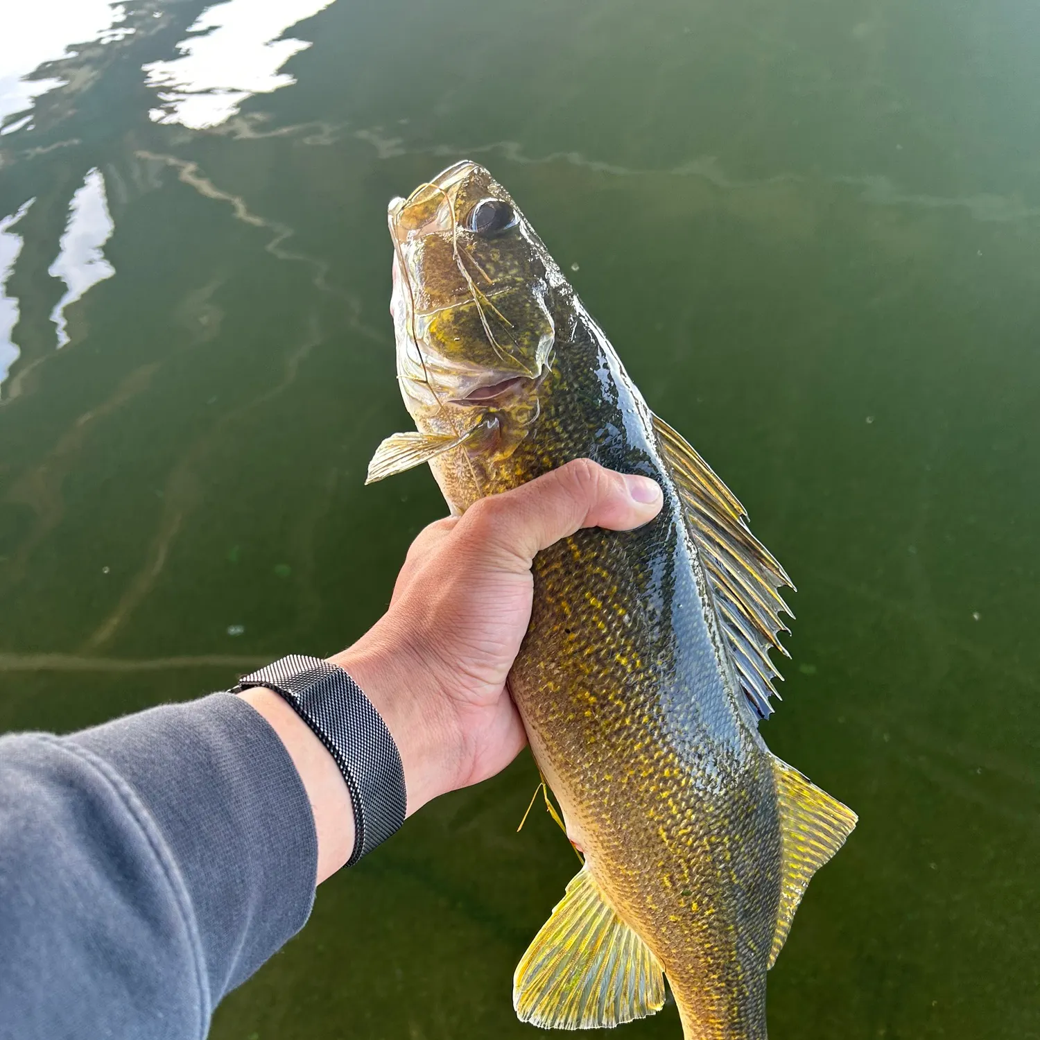 Walleye caught on Fishbrain