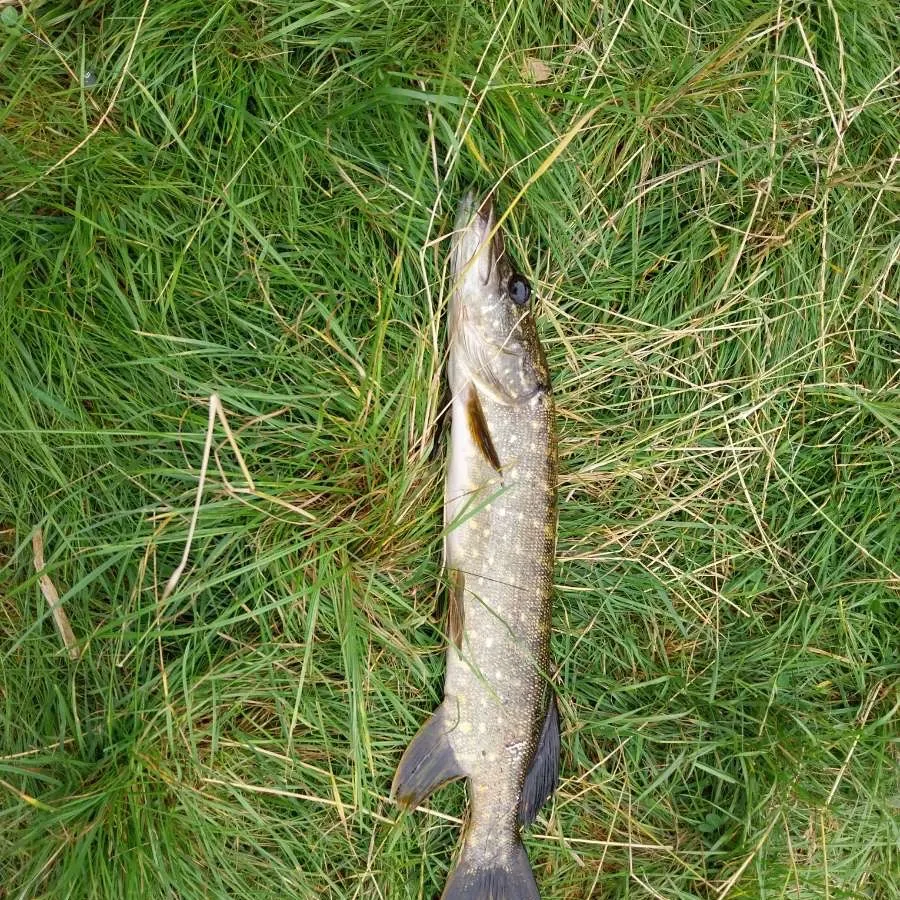 Northern pike caught on Fishbrain