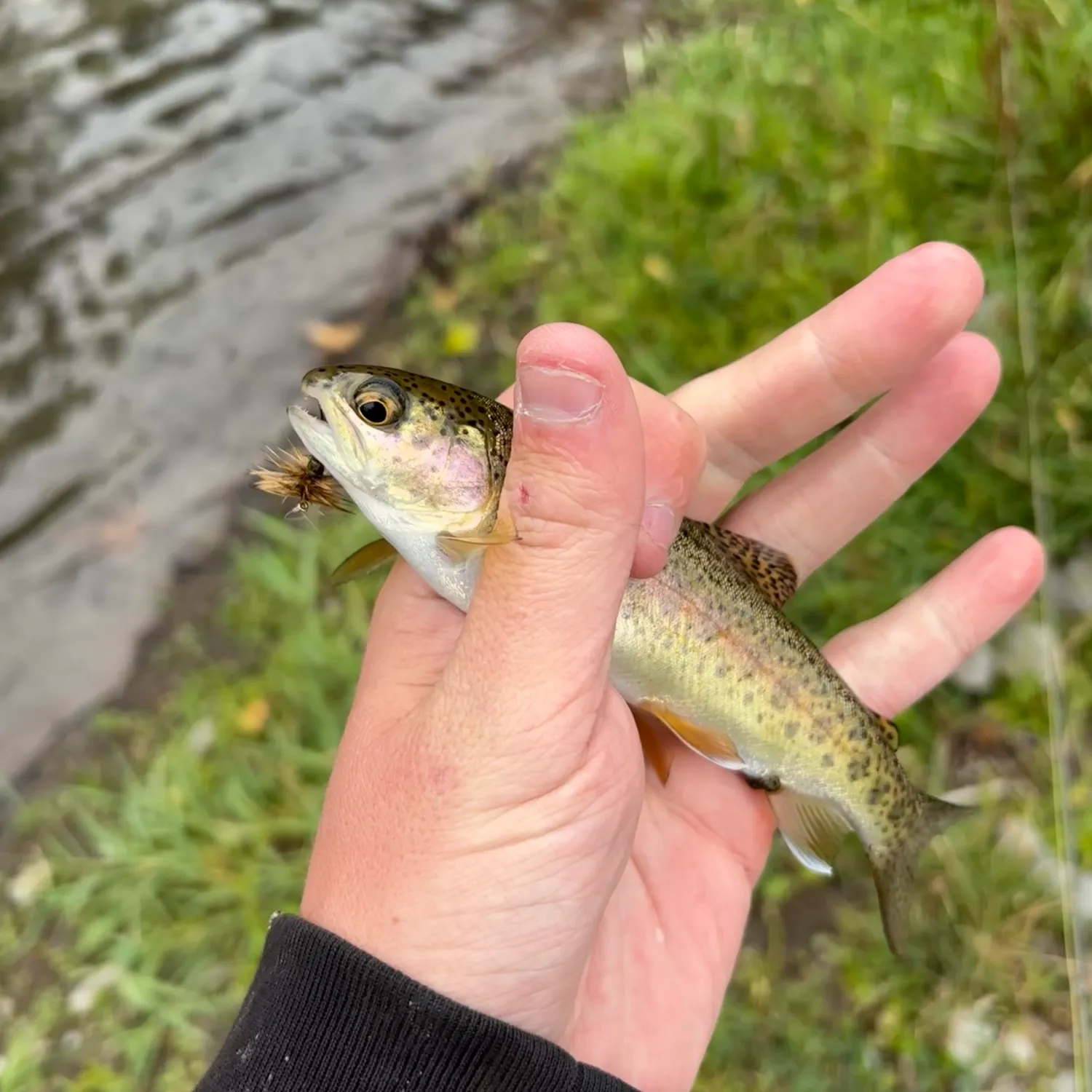 Great basin redband trout caught on Fishbrain