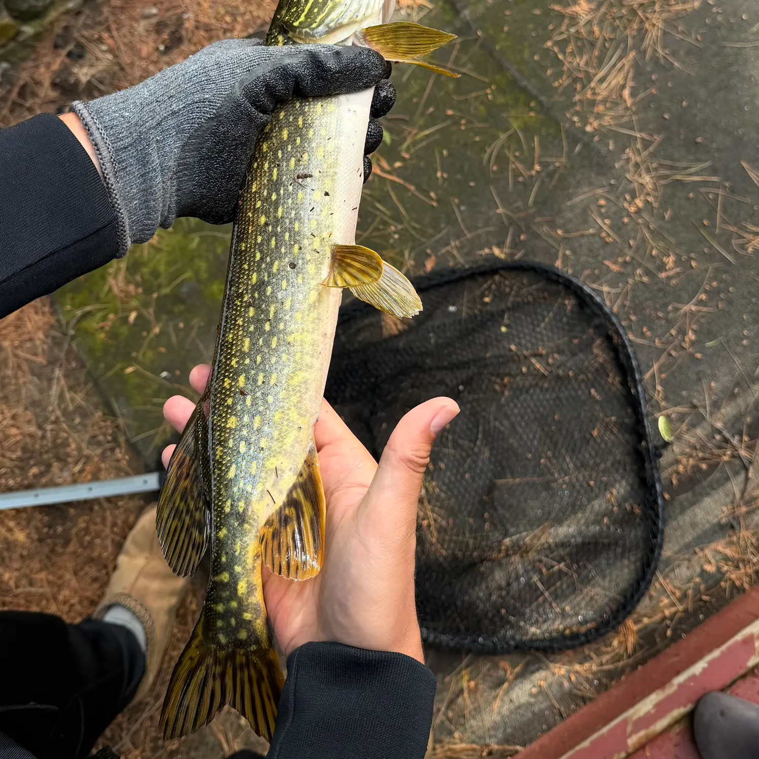 catch