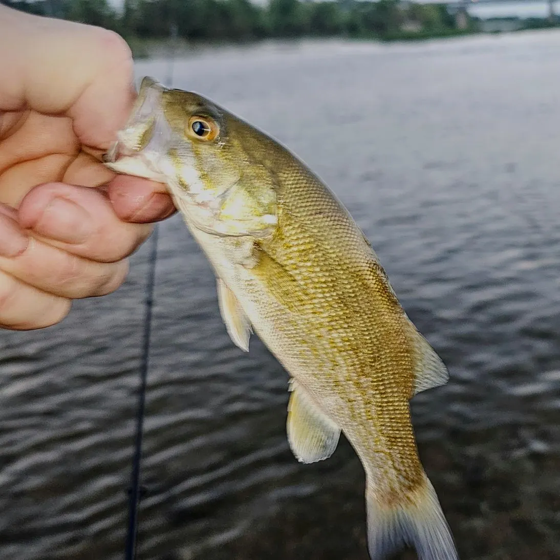 Smallmouth bass caught on Fishbrain