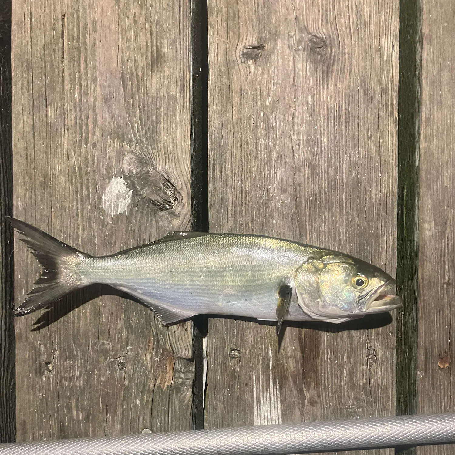 Bluefish caught on Fishbrain