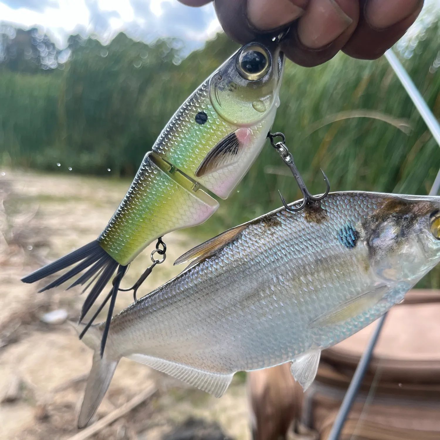 American gizzard shad caught on Fishbrain