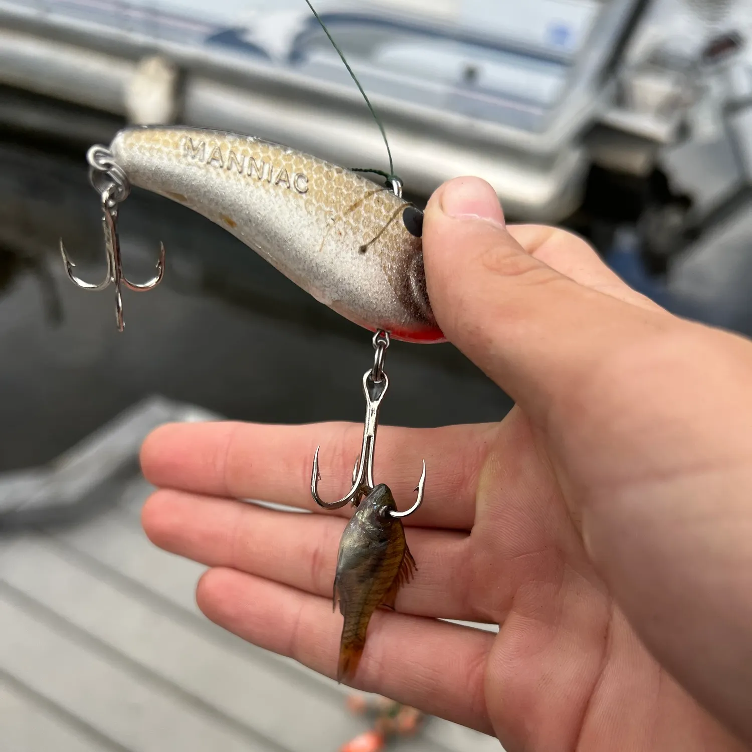 Bluegill caught on Fishbrain