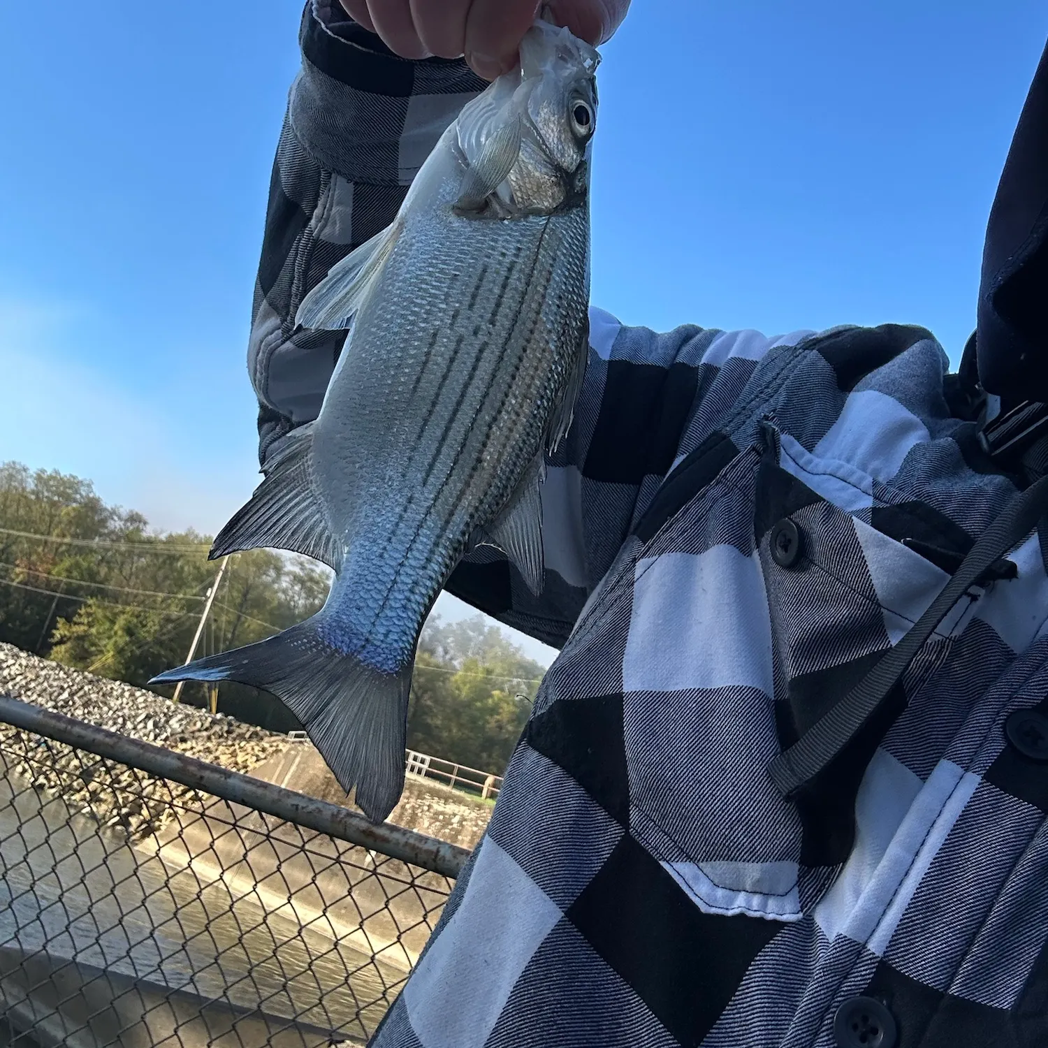 White bass caught on Fishbrain