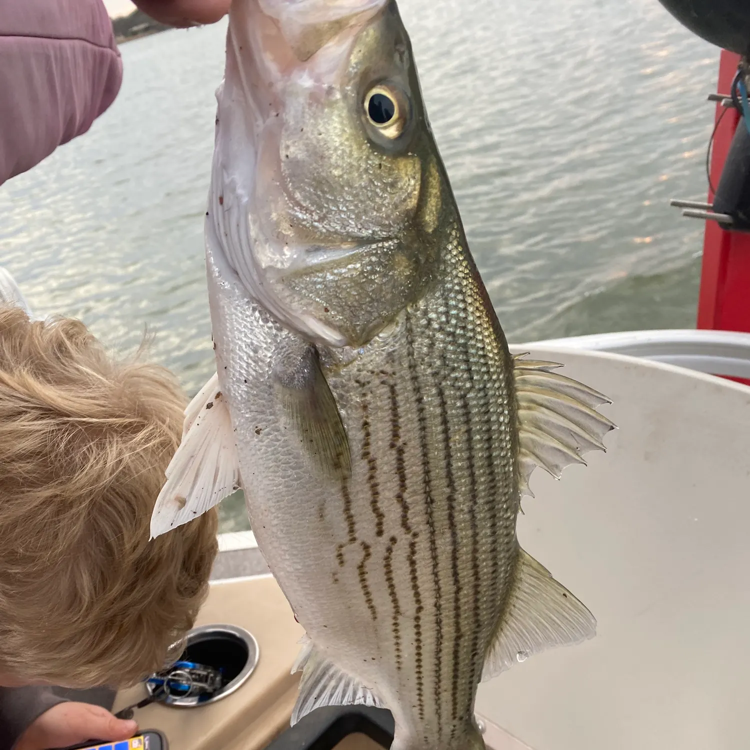 The most recent Hybrid striped bass catches on Fishbrain