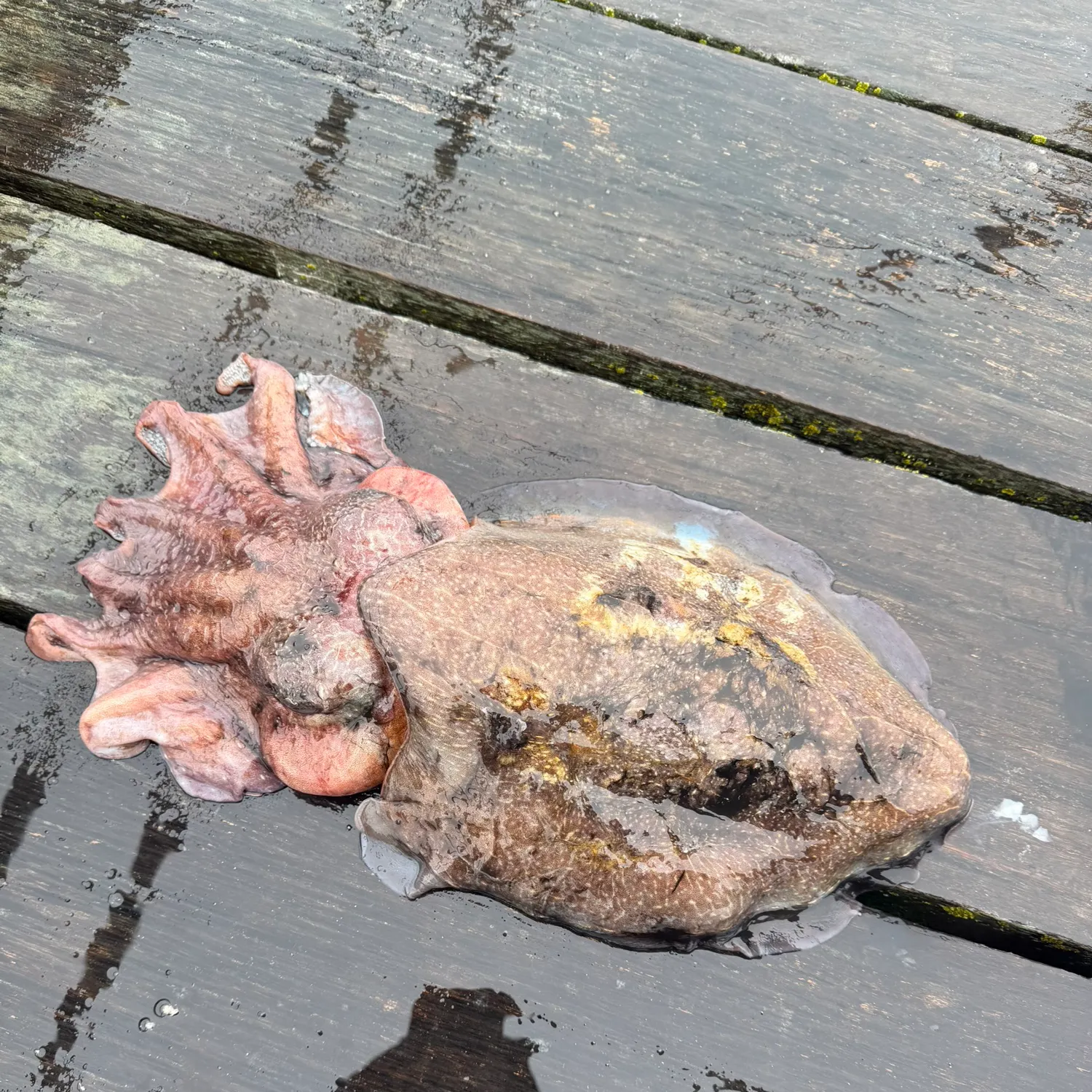 Common cuttlefish caught on Fishbrain