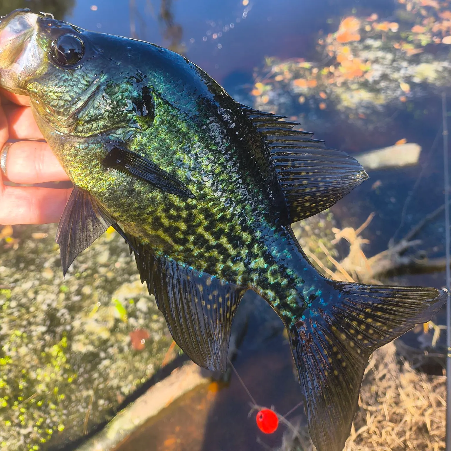 Black crappie caught on Fishbrain