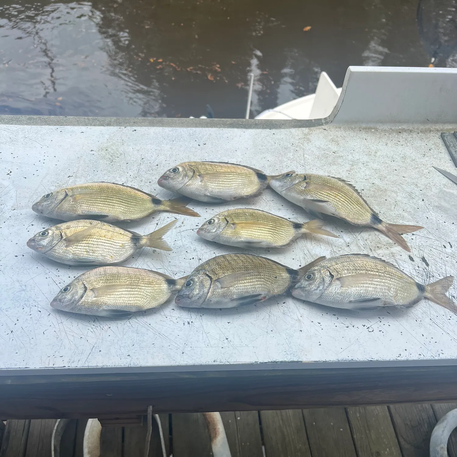 angler catch