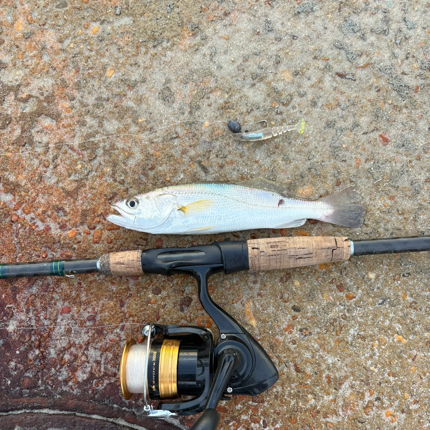 Sand seatrout caught on Fishbrain