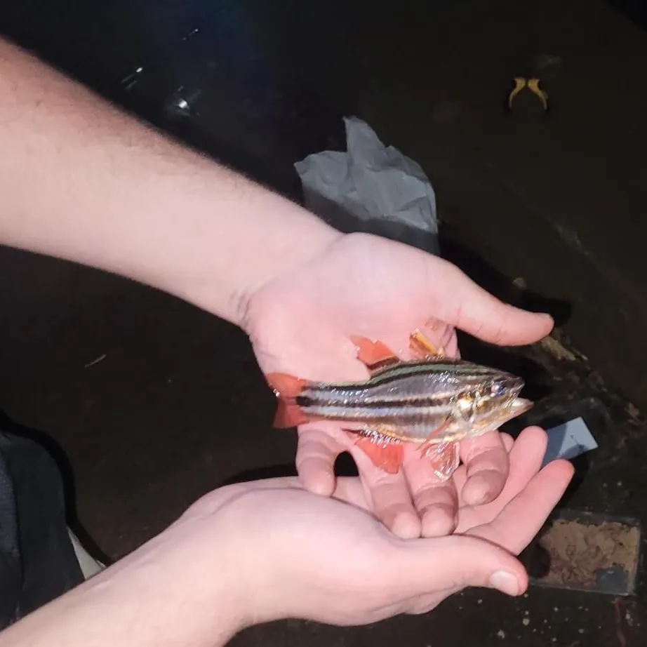 The most recent Sydney cardinalfish catches on Fishbrain