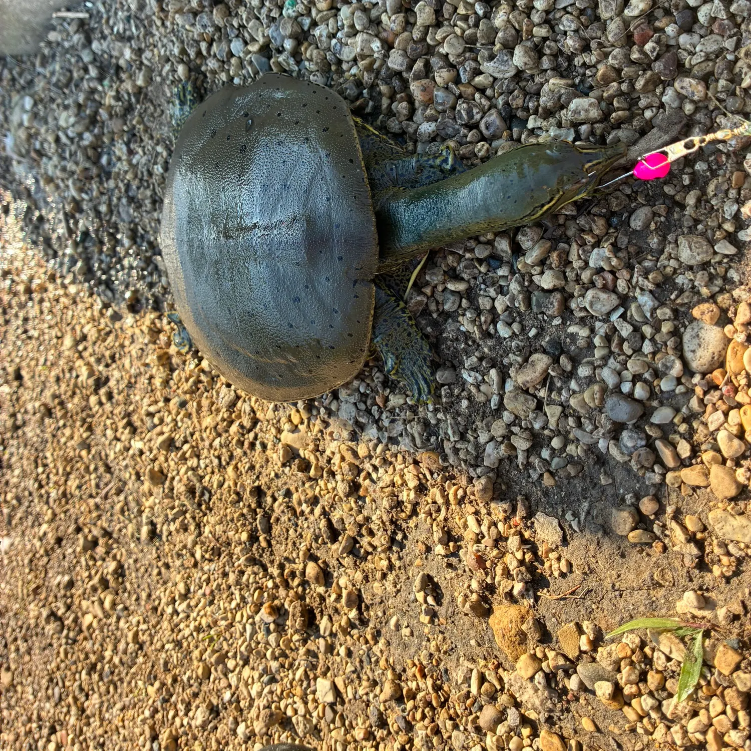 Fish caught on Fishbrain