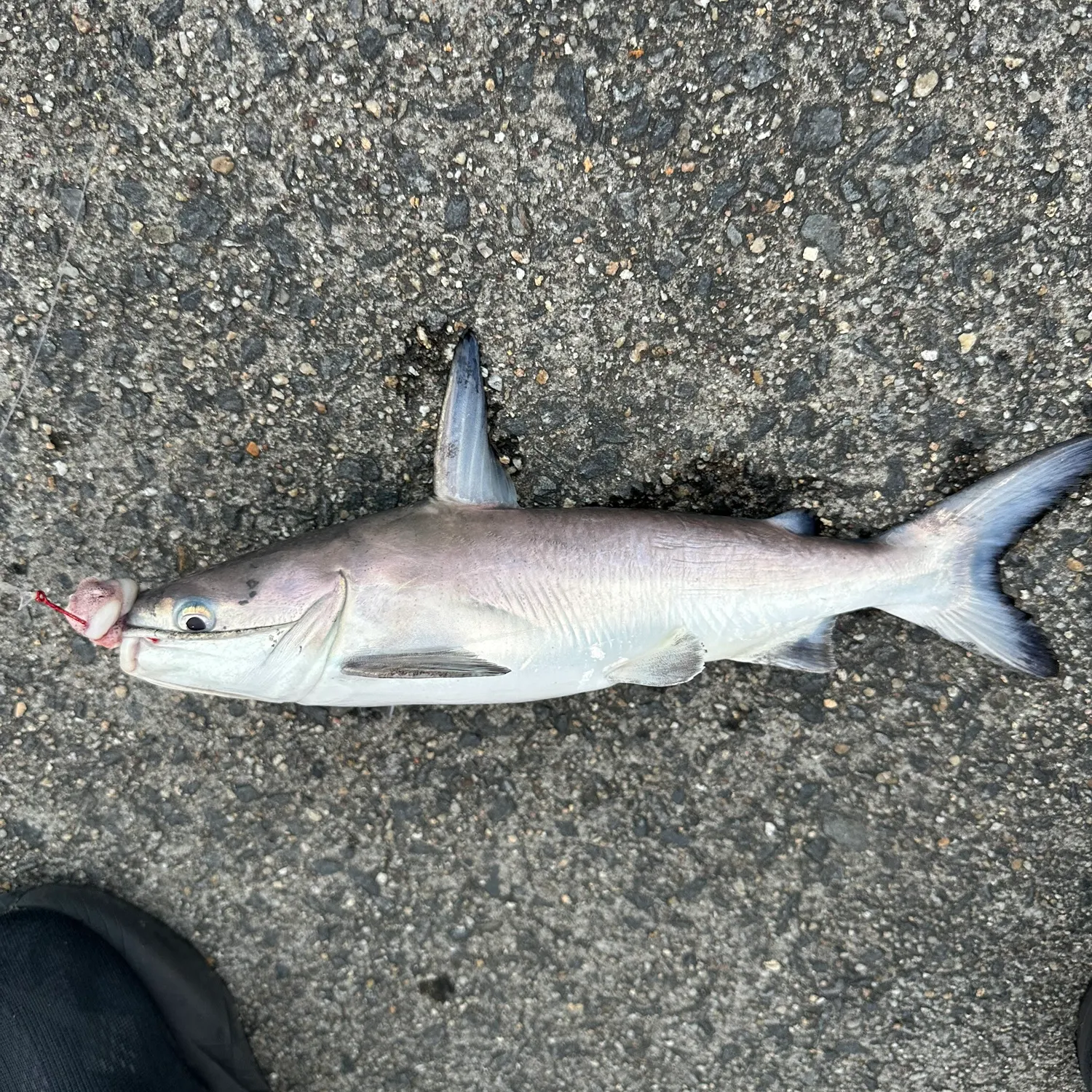 Gafftopsail sea catfish caught on Fishbrain