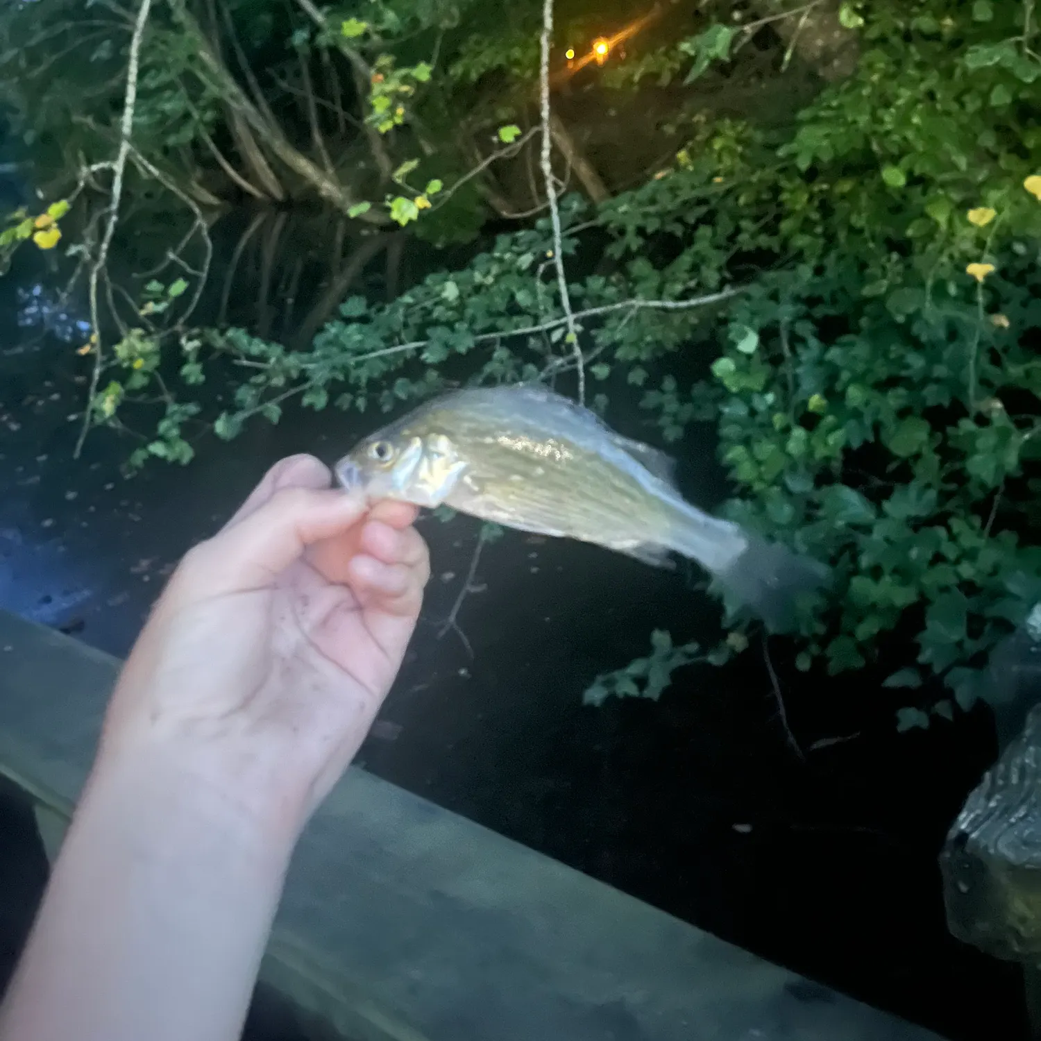 White perch caught on Fishbrain