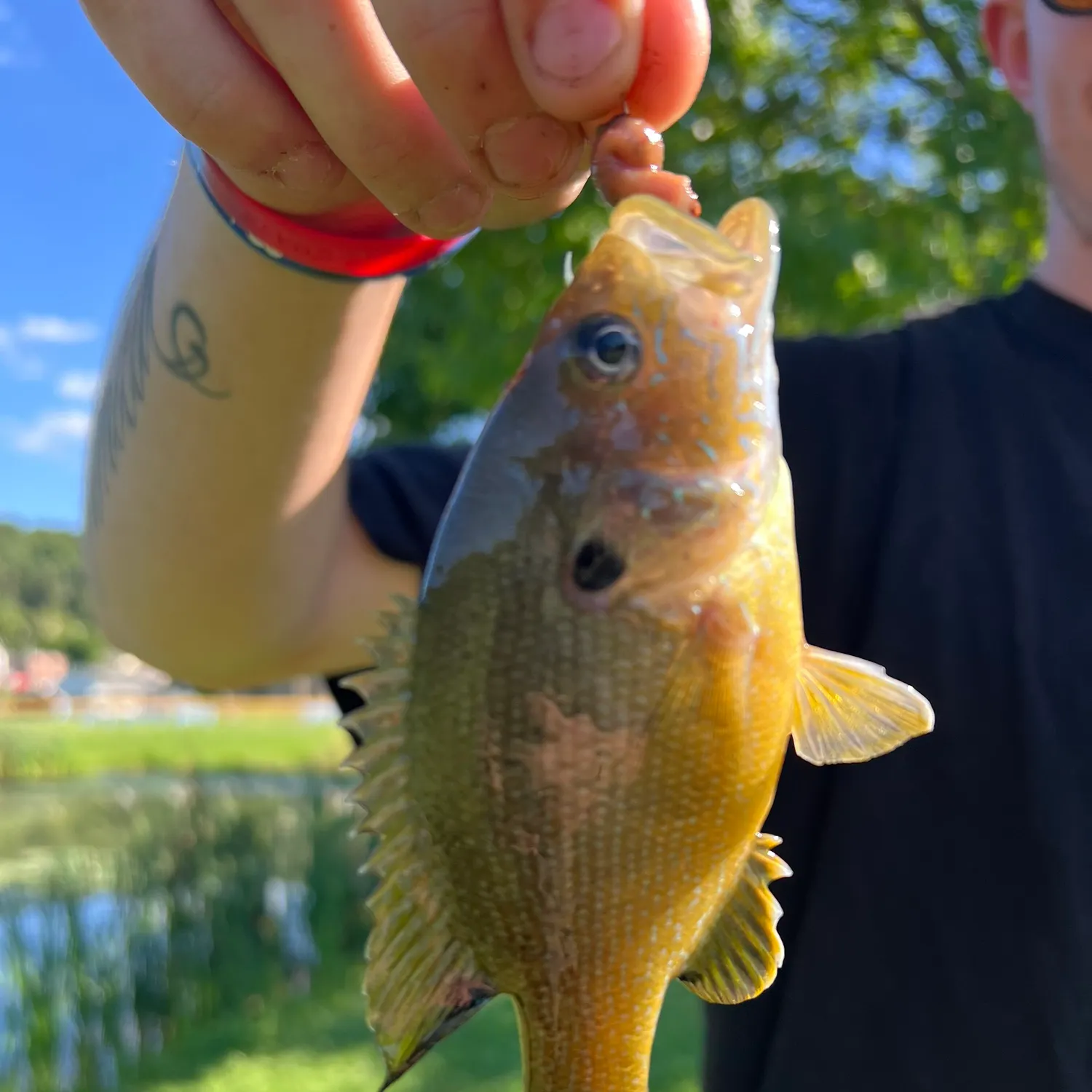Green sunfish caught on Fishbrain