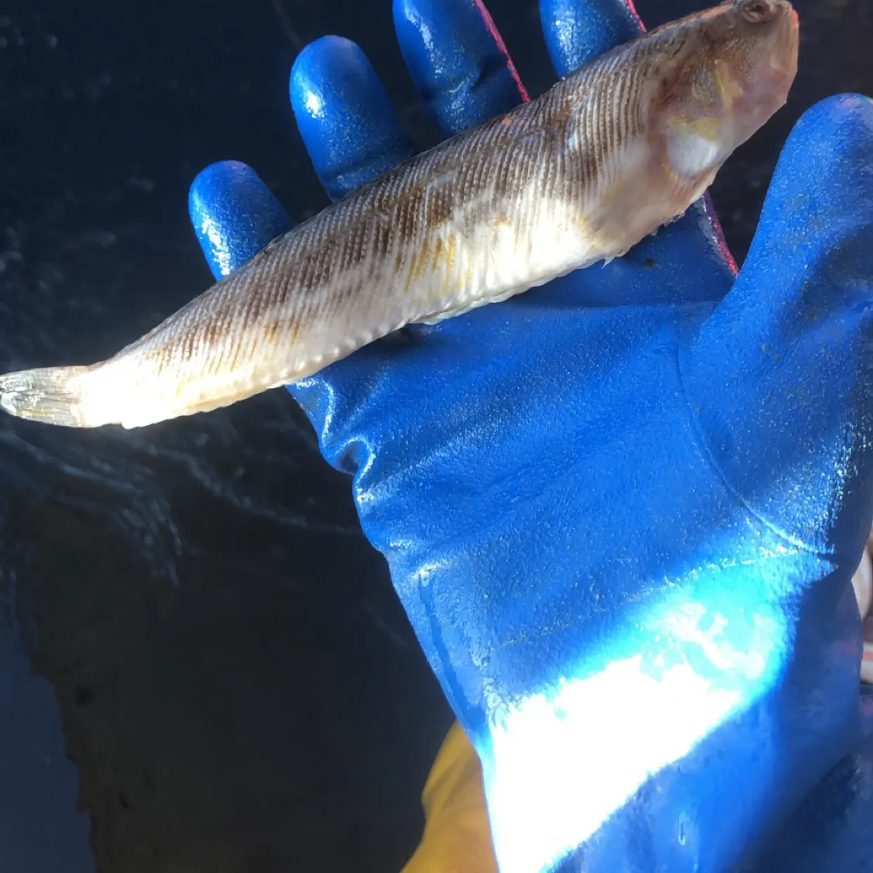 The most recent Greater weever catches on Fishbrain