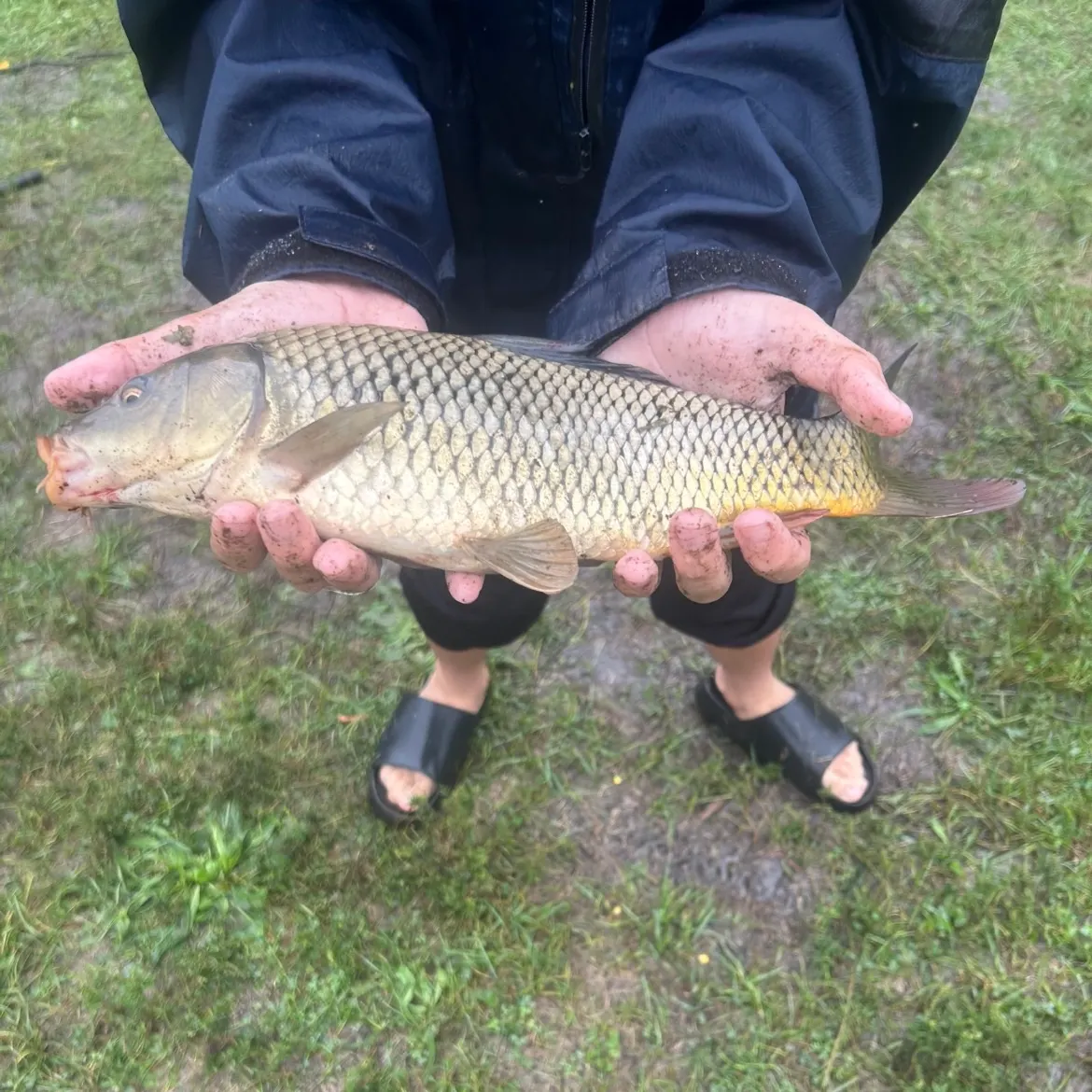 Common carp caught on Fishbrain