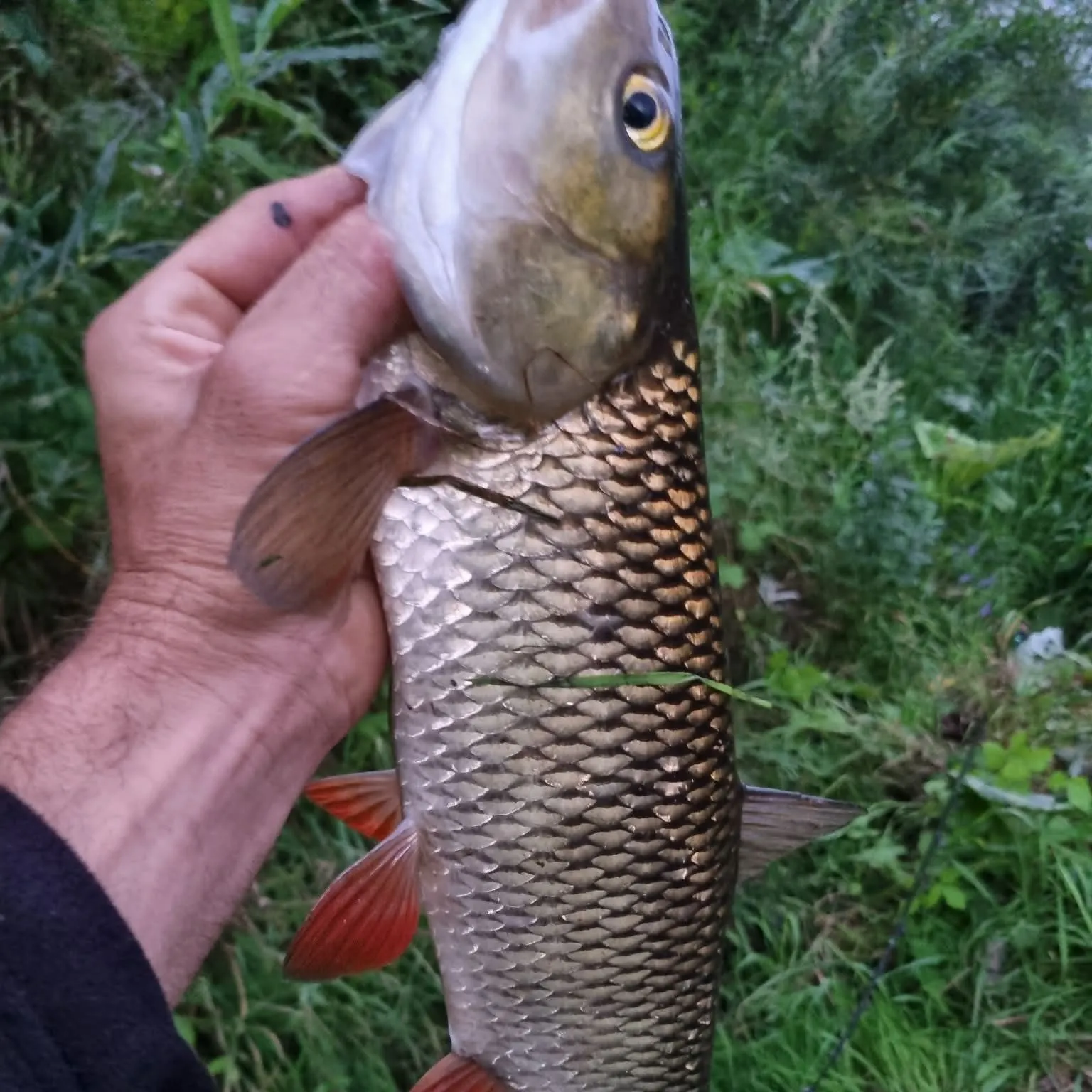 American gizzard shad caught on Fishbrain