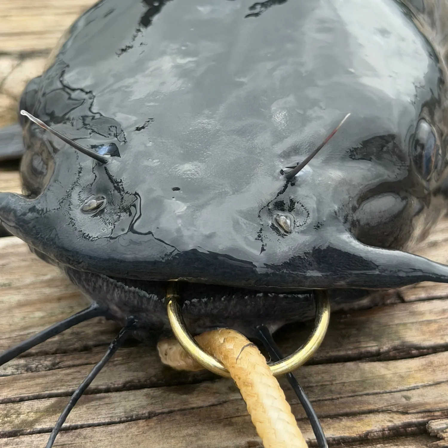 Channel catfish caught on Fishbrain