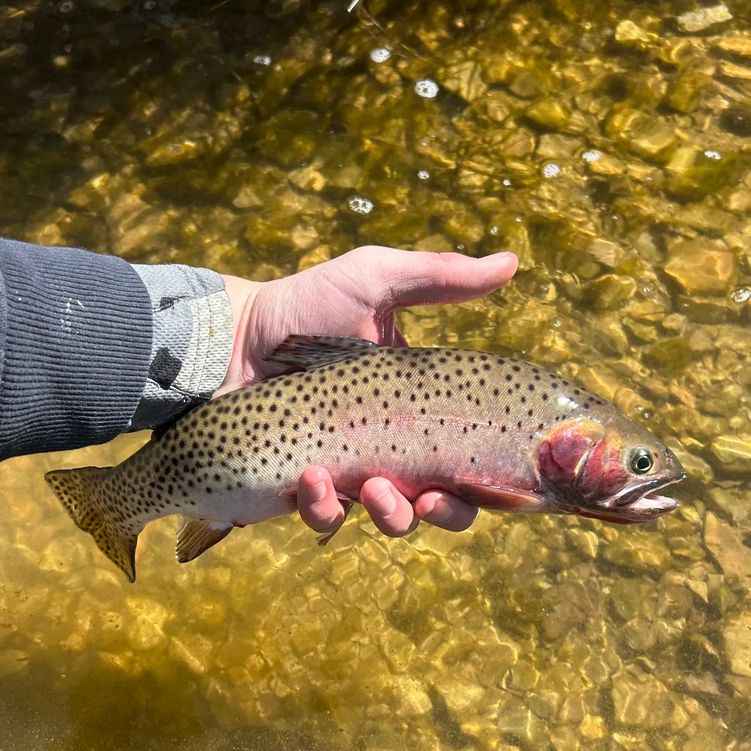 The most recent Colorado river cutthroat trout catches on Fishbrain