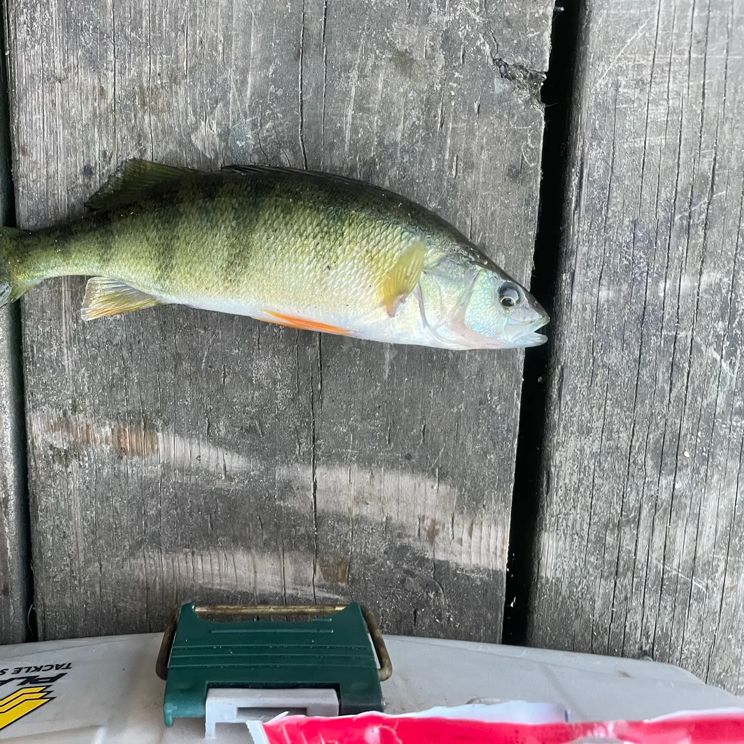 Yellow perch caught on Fishbrain