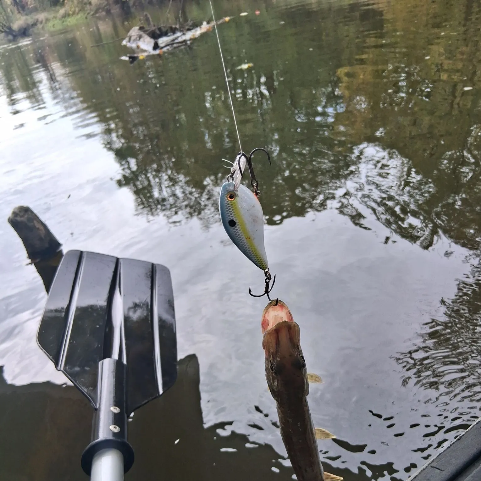 Northern pike caught on Fishbrain