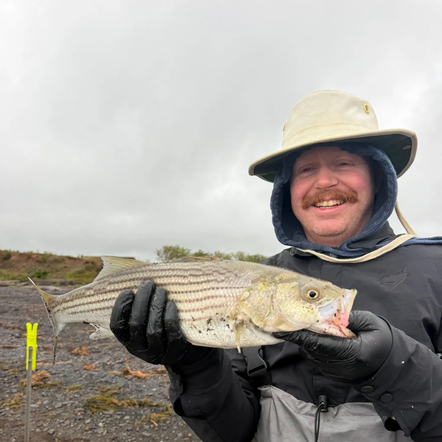 Striped bass caught on Fishbrain