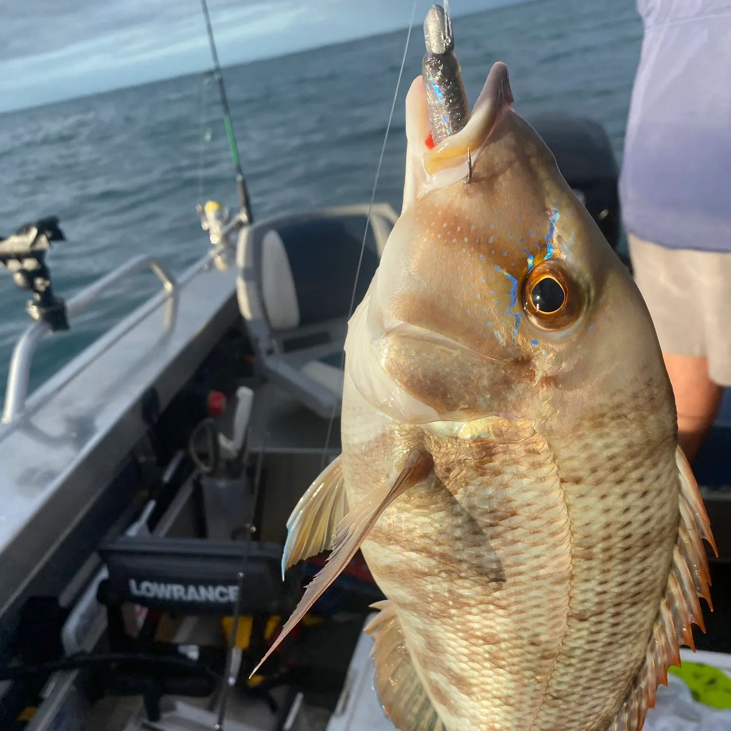 The most recent Spangled emperor catches on Fishbrain