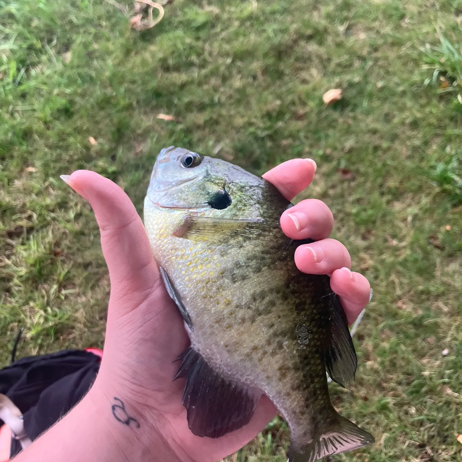 Bluegill caught on Fishbrain