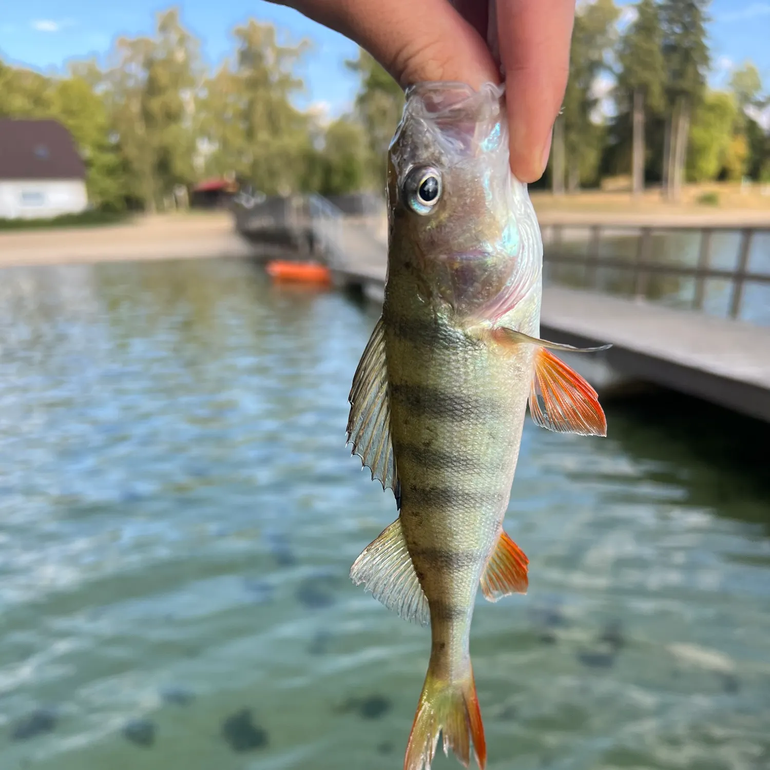 European perch caught on Fishbrain