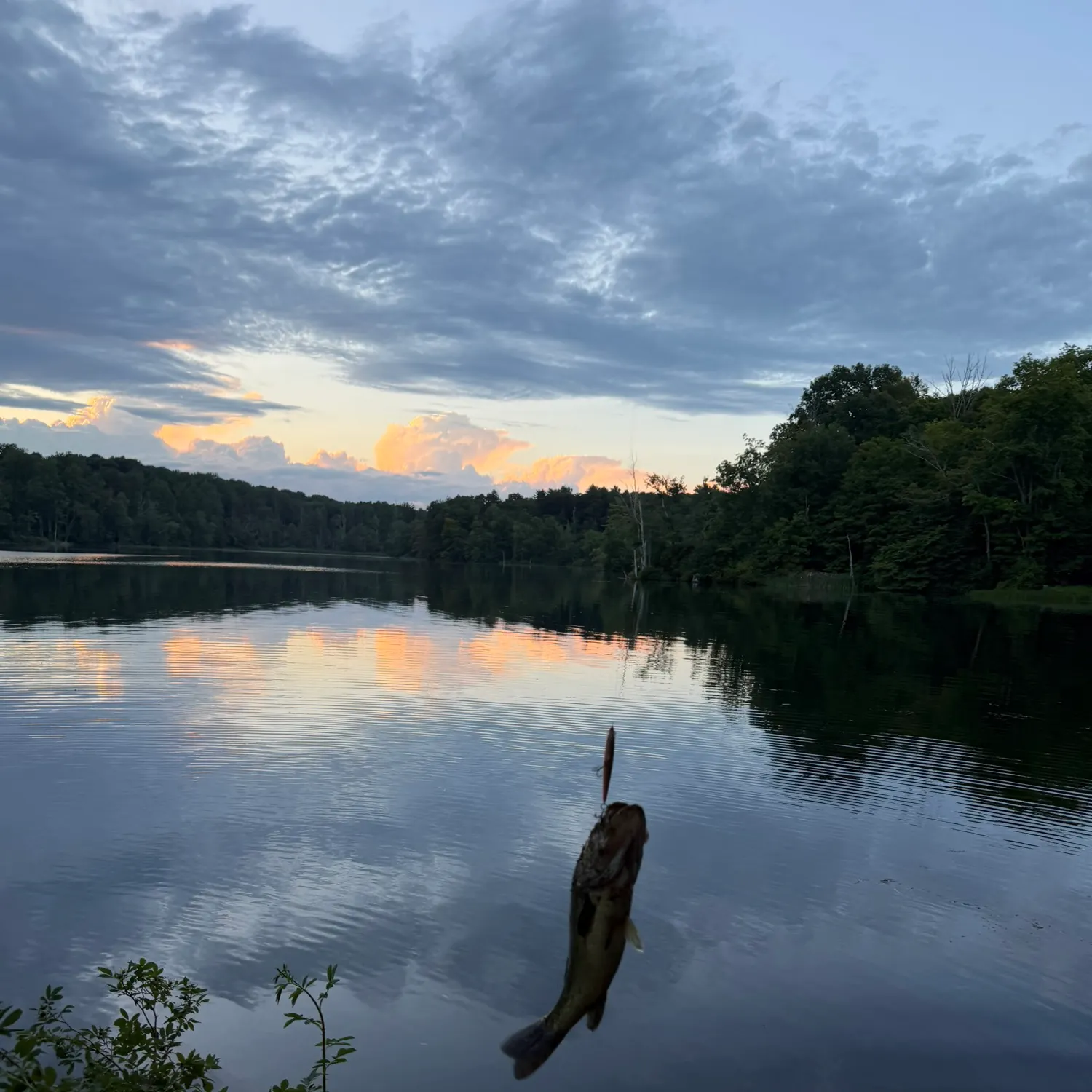 Largemouth bass caught on Fishbrain