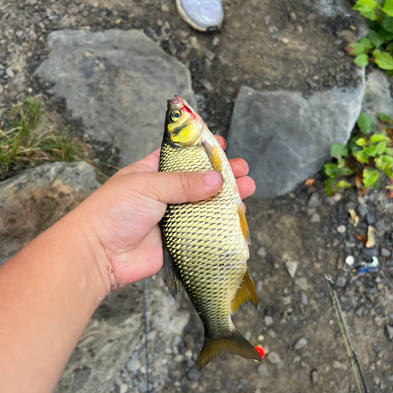 Golden shiner caught on Fishbrain