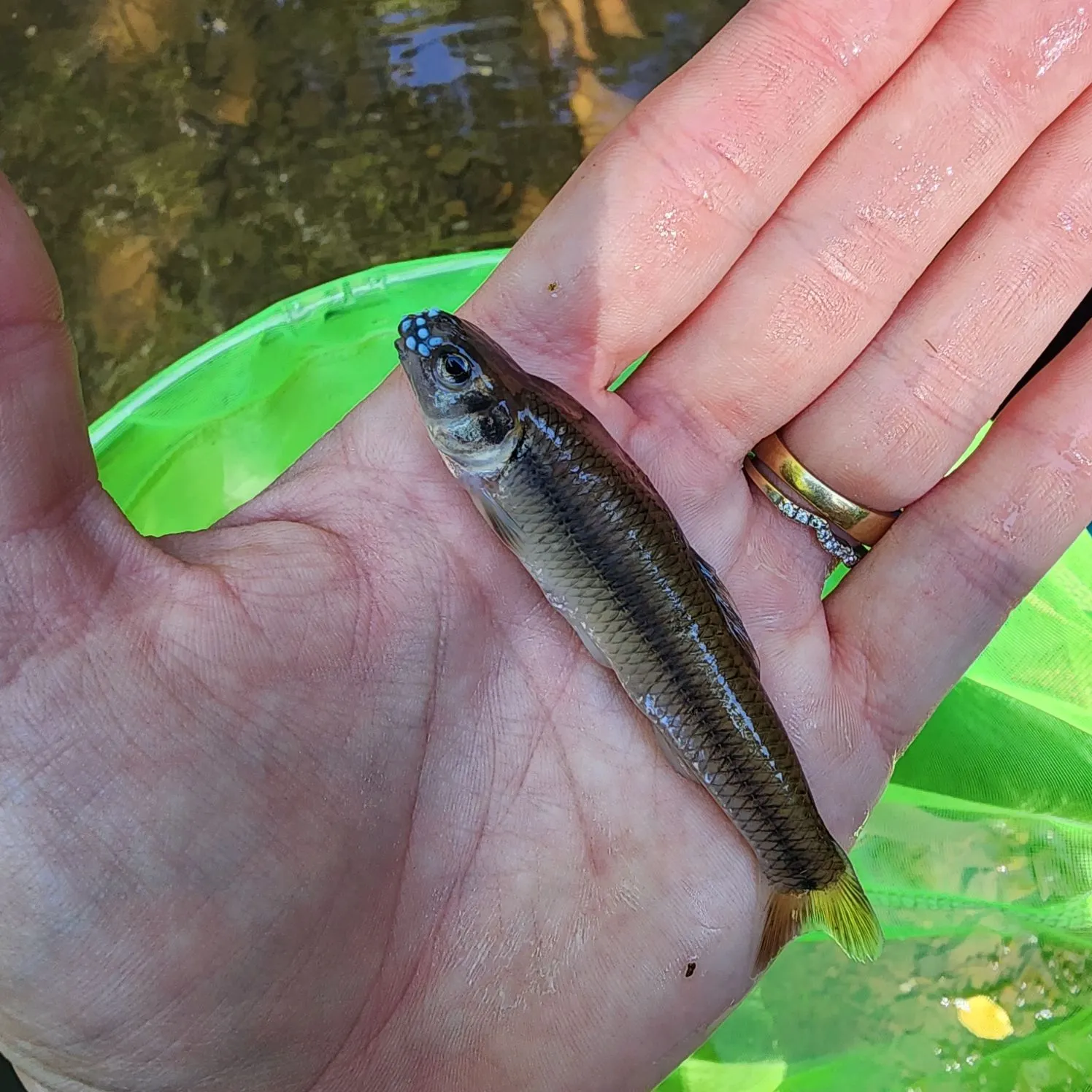 The most recent Bluntnose minnow catches on Fishbrain