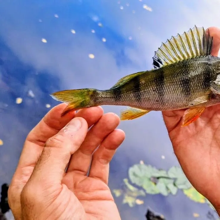 European perch caught on Fishbrain