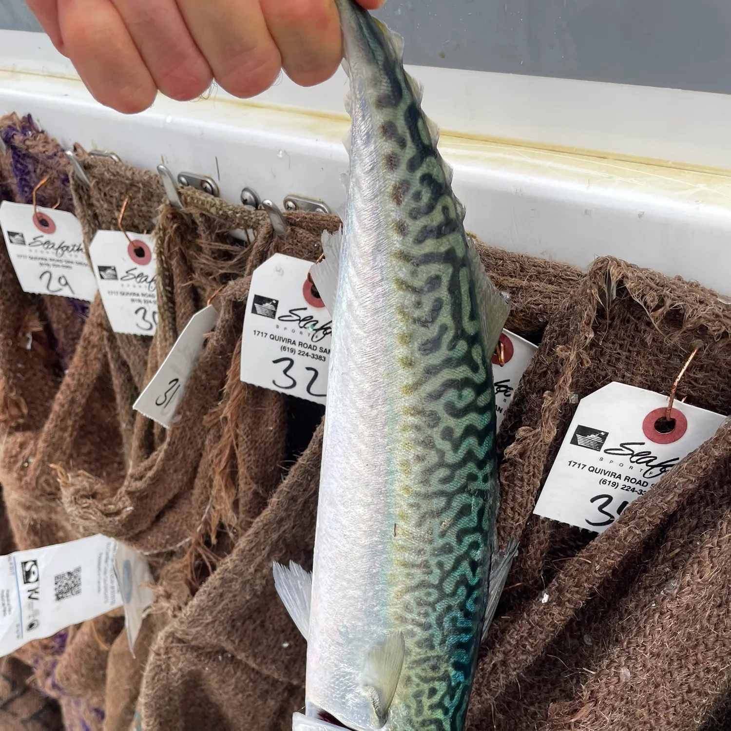 recently logged catches