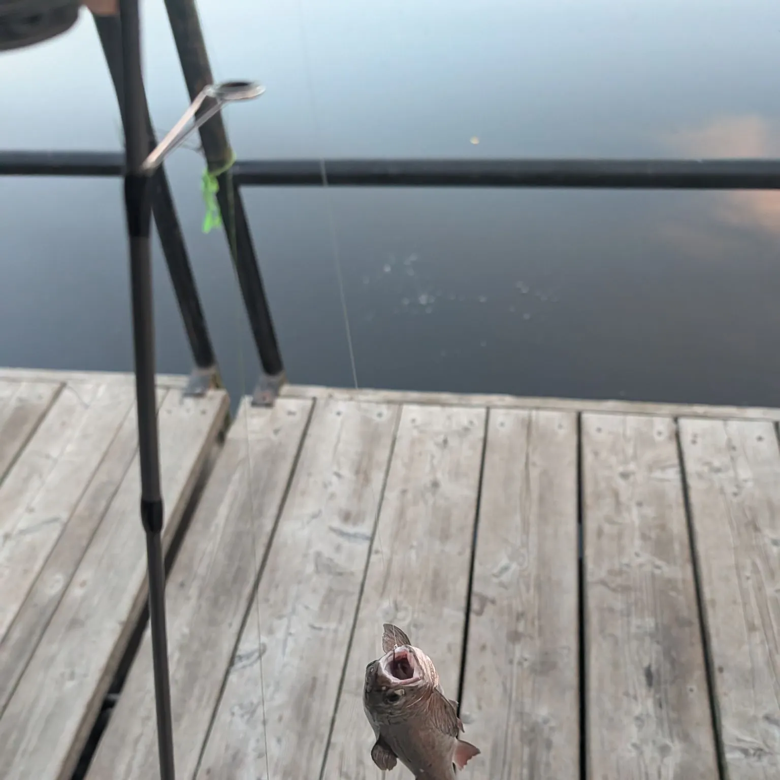 Rainbow trout caught on Fishbrain