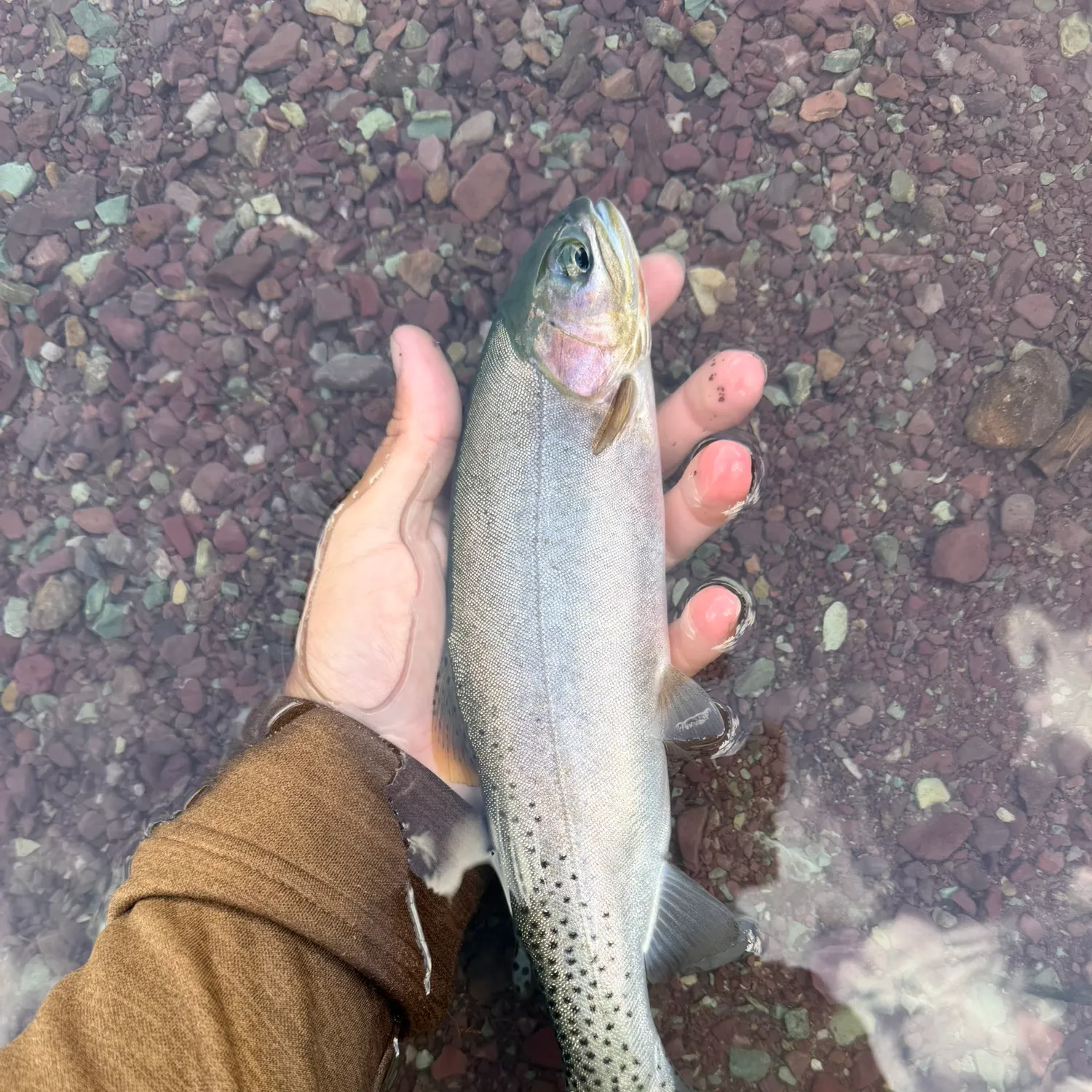 The most recent Westlope cutthroat trout catches on Fishbrain
