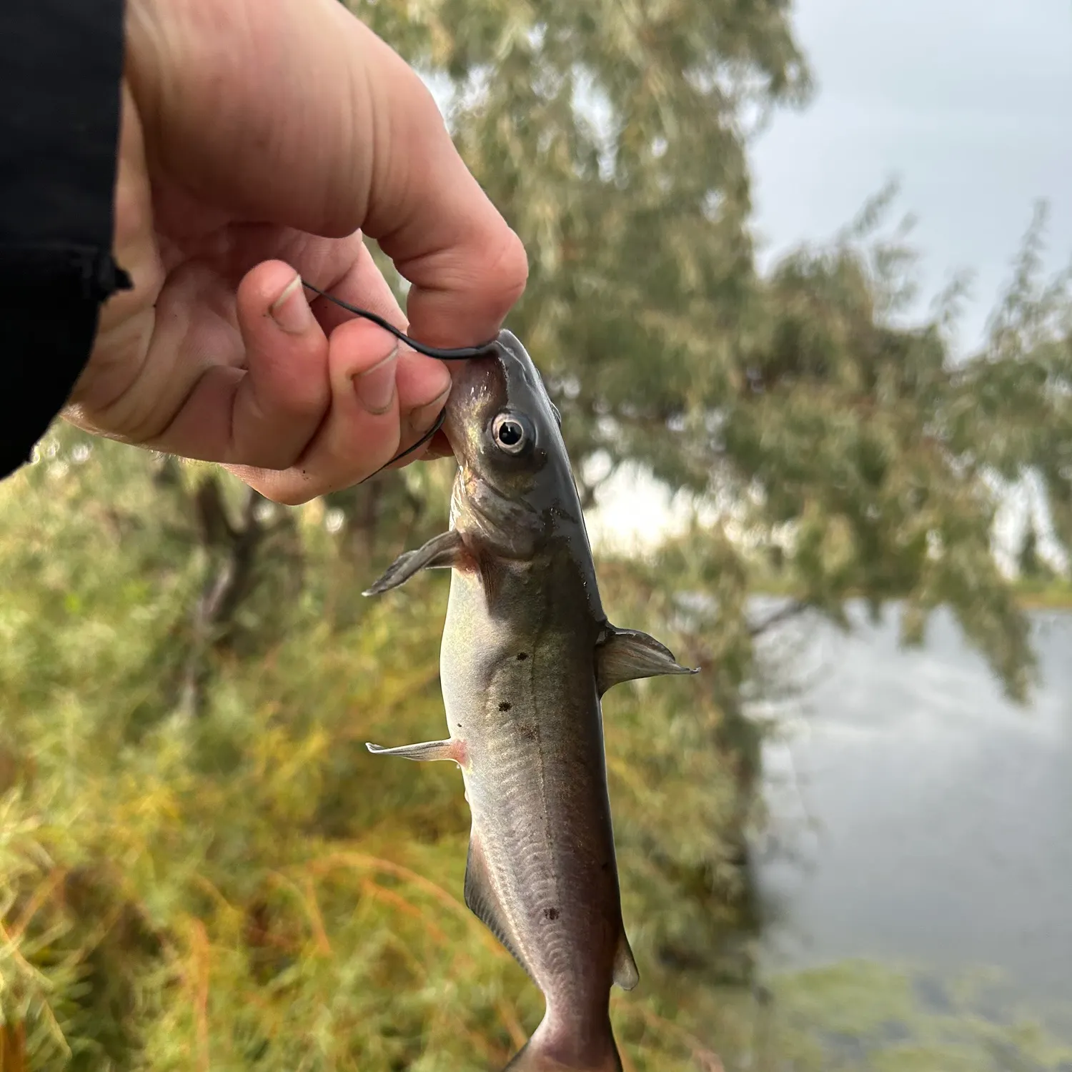 Channel catfish caught on Fishbrain