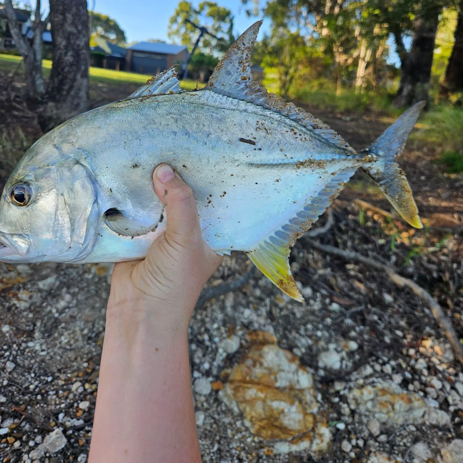 The most recent Giant trevally catches on Fishbrain