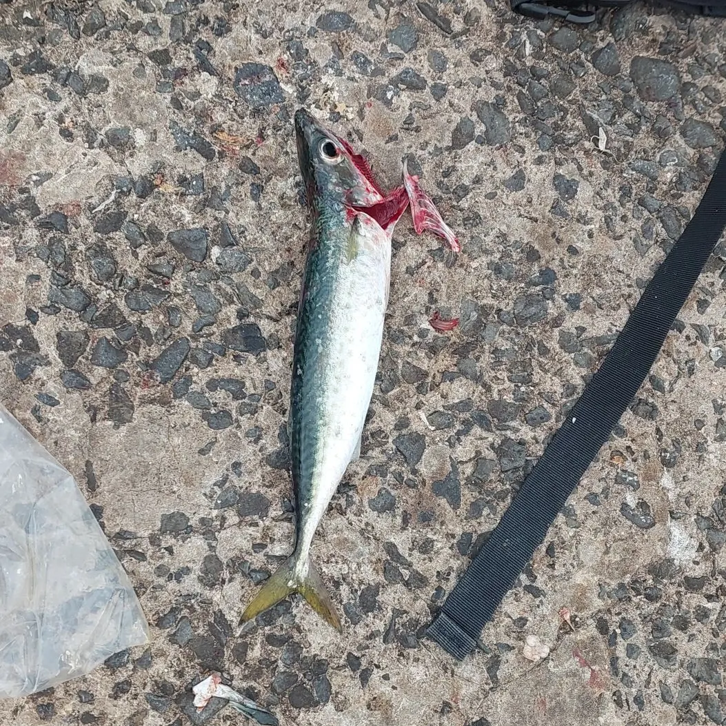 The most popular recent Blue mackerel catch on Fishbrain