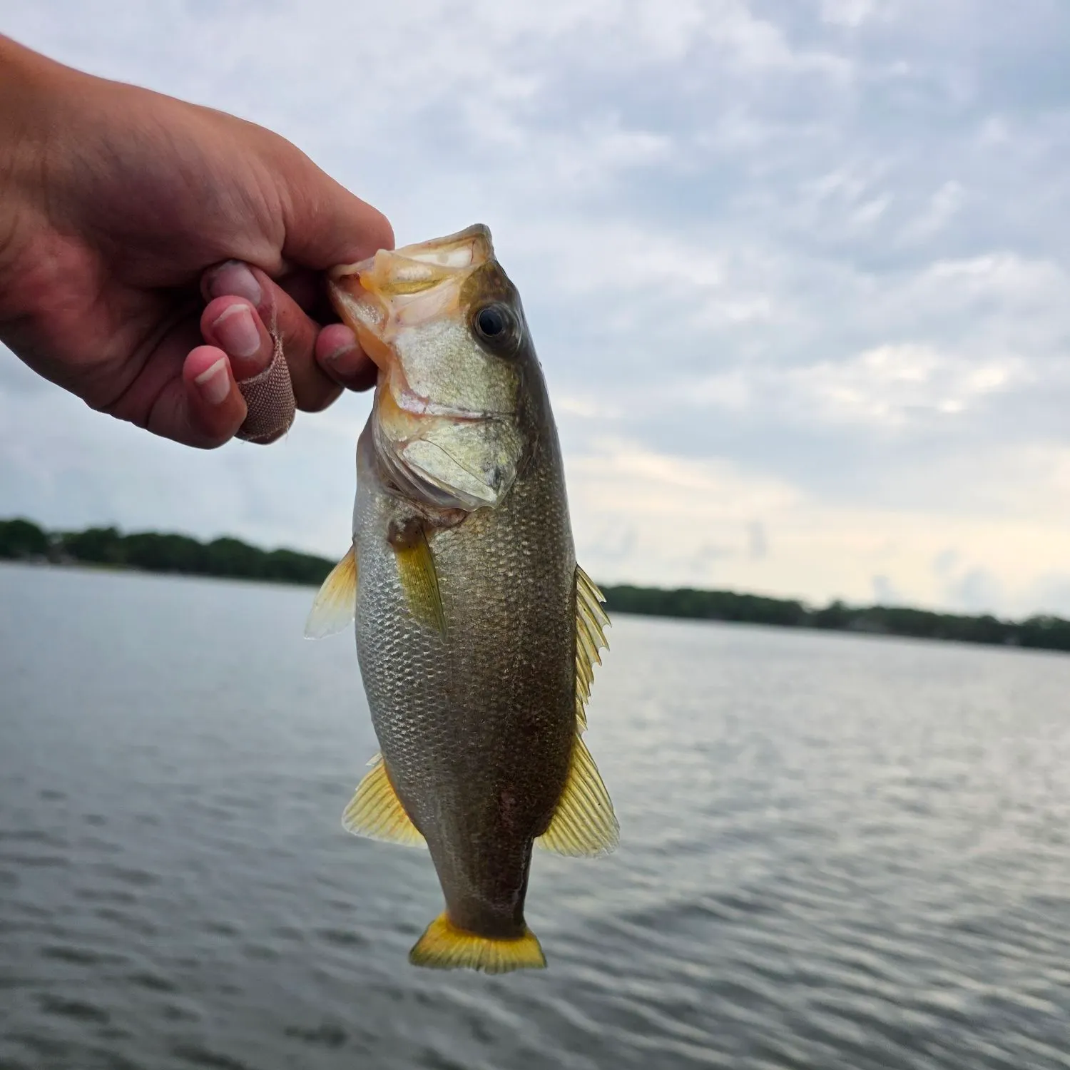 The most recent Florida bass catches on Fishbrain