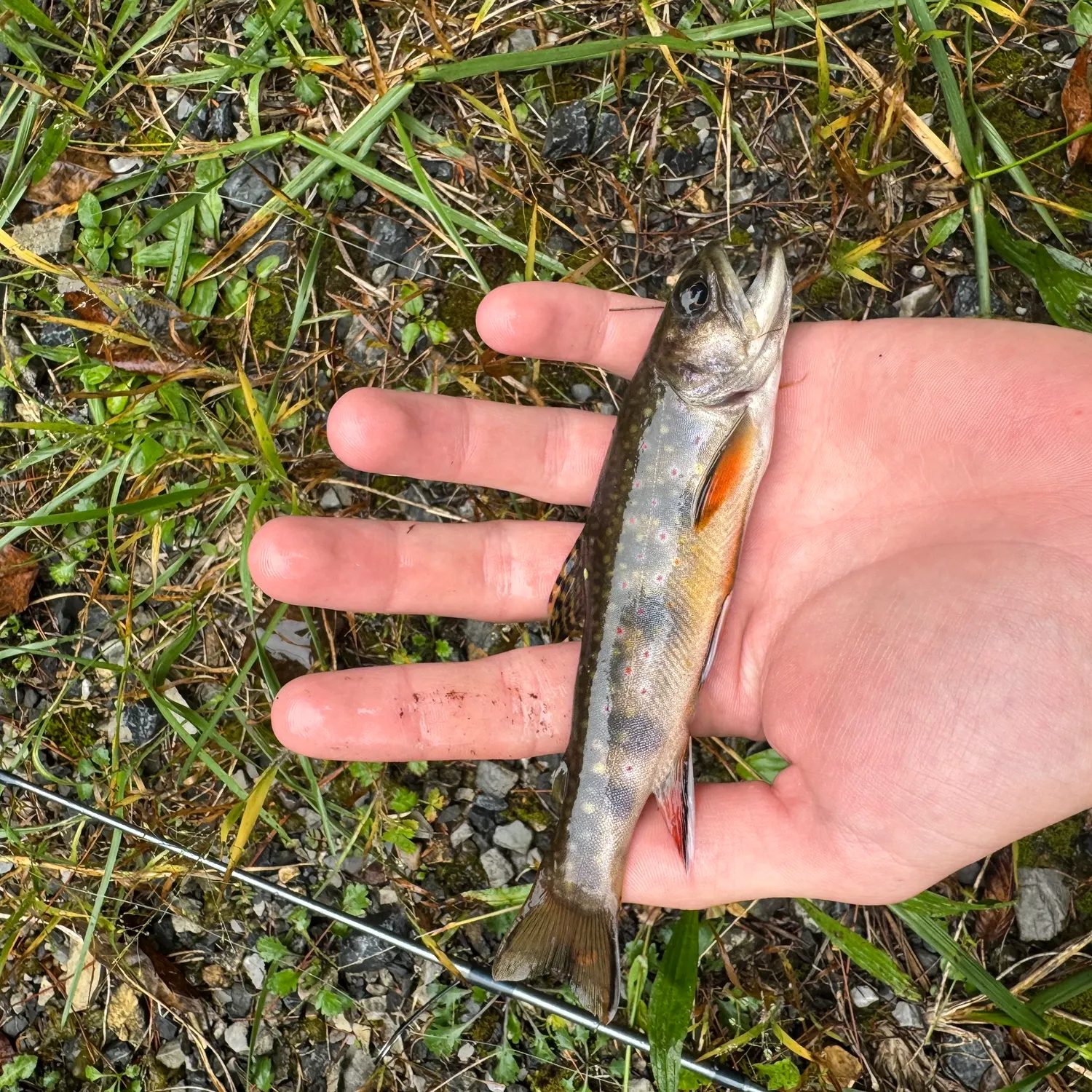 Brook trout caught on Fishbrain