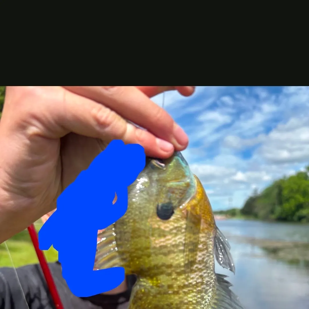 Bluegill caught on Fishbrain