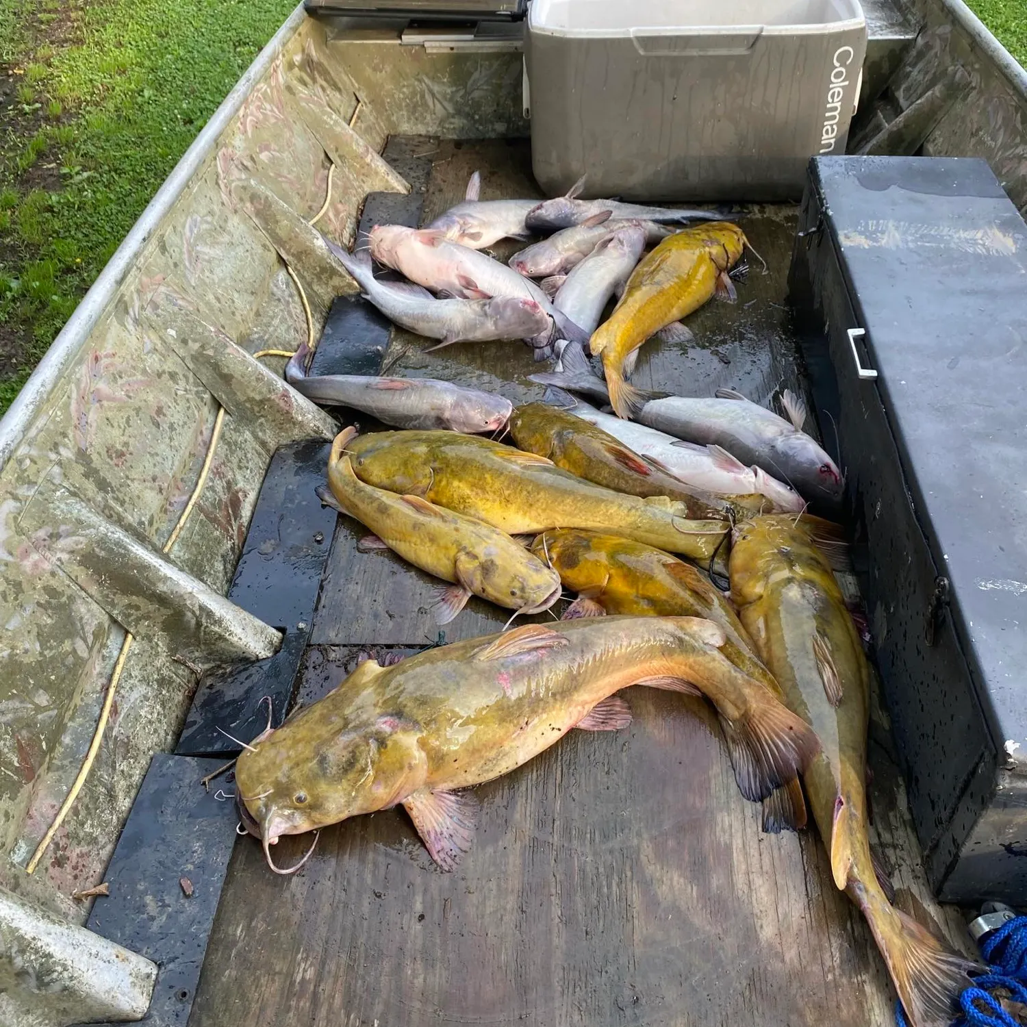 recently logged catches