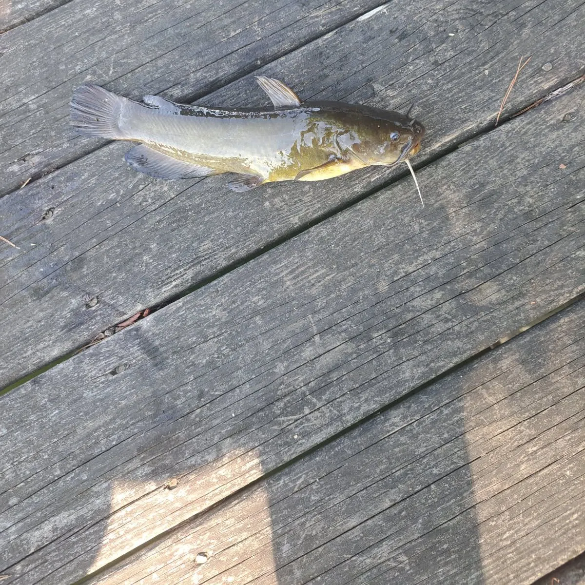 Flathead catfish caught on Fishbrain