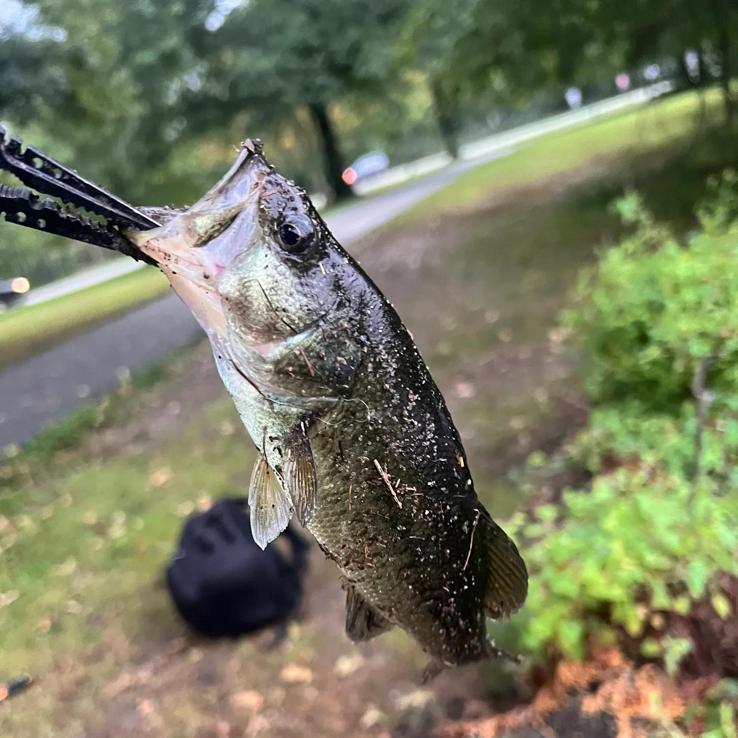 catch