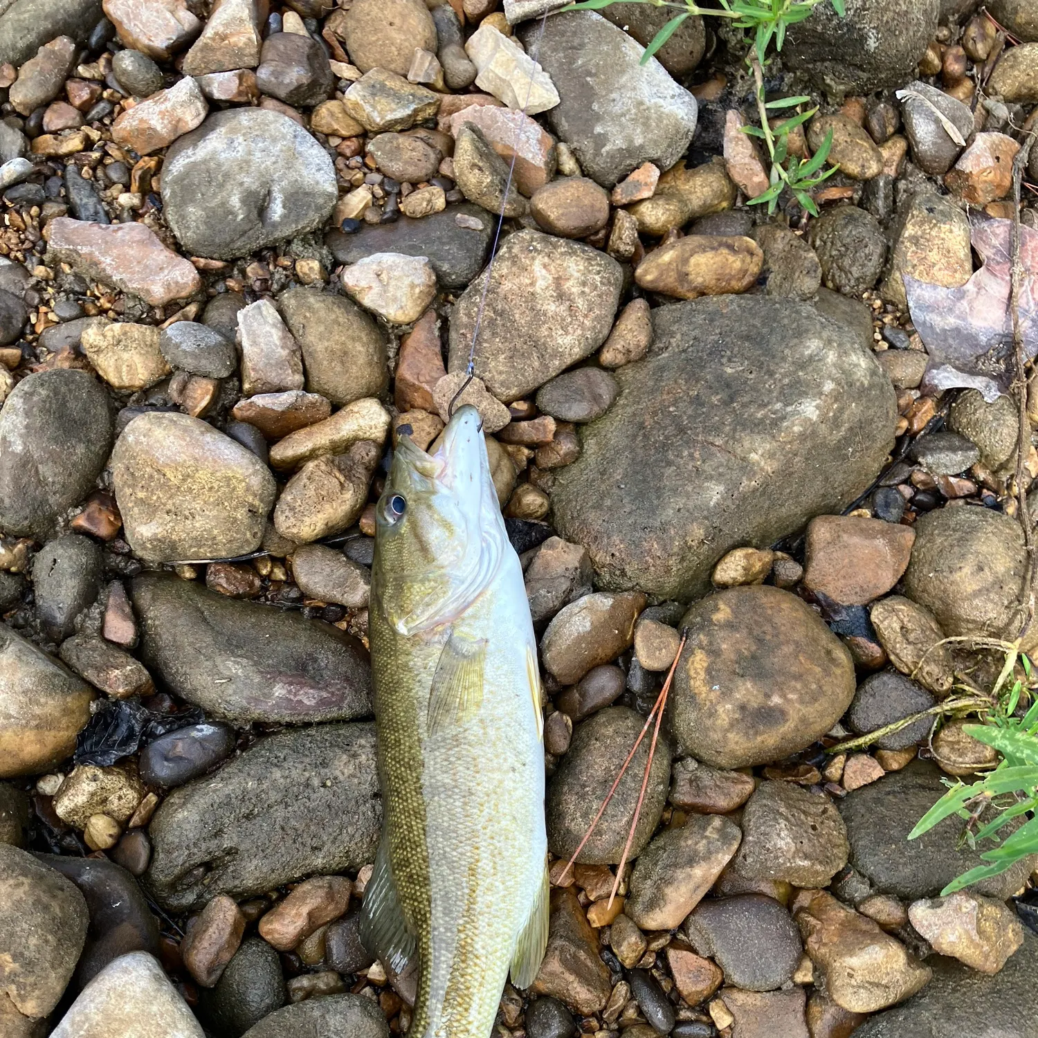 Smallmouth bass caught on Fishbrain